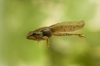 Common common frog