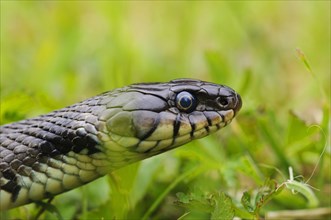 Grass snake