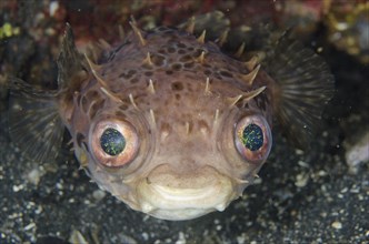 Orbicular Burrfish