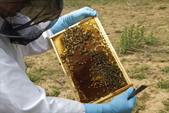 Beekeeper inspects brood frame showing worker honeybees tending larval cells