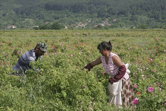 Farm workers harvesting crop of commercially grown Rose