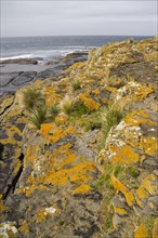 Lichens and tussac grass growing on the sea cliffs of the Falkland Islands