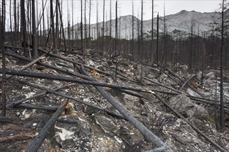 Charred logs burnt by forest fire