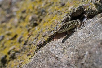 Wall lizard at Bopparder Hamm
