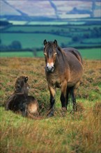 Exmoor domestic horse