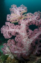 Purple Glomerate Tree Coral