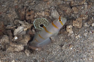Randall's sentinel goby