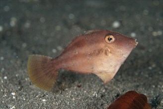 Shortnose filefish