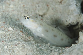 Wild shrimp goby