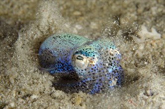 Hummingbird bobtail squids