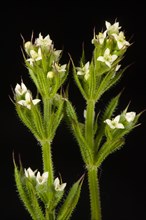 Small white flowers of split or goose grass