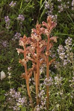 Thyme broomrape flowering