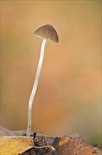 Red-edge Brittlestem