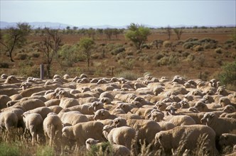Sheep General Flock of sheep near Port Augusta