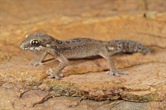 Spotted thick-toed gecko
