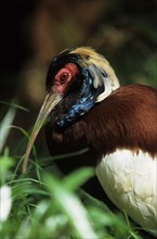 Madagascan ibis
