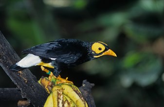 Yellow-faced yellow-faced myna