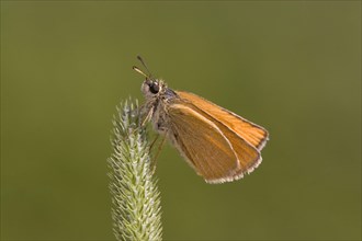 Brown Golden Butterfly