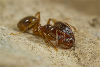 Mediterranean dimorphic ant