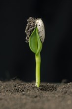 Sunflower seedling with cotyledons still enclosed in the seed coat or pericarp after germination