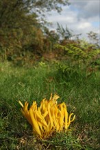 The fruiting body of Clavulinopsis yellow spindle coral