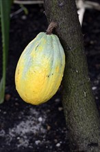Cocoa fruit on cocoa tree