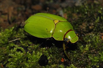 Leaf horn beetle from Ecuador