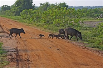 Indian Wild Boar Family Group