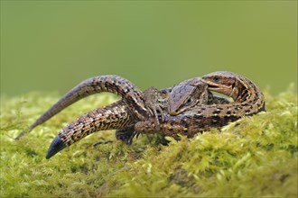 Common viviparous lizard
