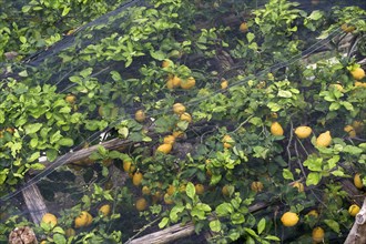Lemon trees with fruit under shade nets to prevent sunburn