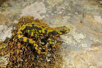 Marbled Newt
