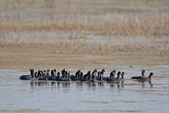 Flock of common coot