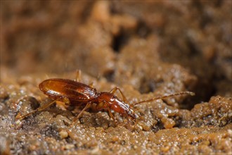 Doria's Cave Beetle