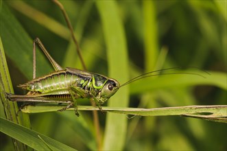 Roesel's roesel's bush-cricket