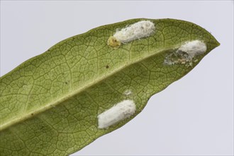 Cushion scale insect