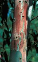 Tree eucalyptus