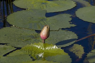 Closed water lily