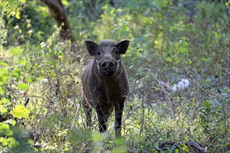 Eurasian wild boar