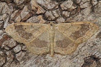 Mouse-eared moth