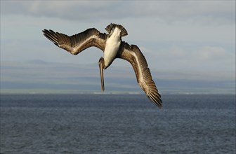 Sea pelican