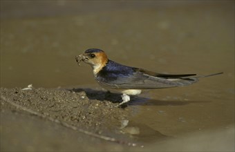 Reborn red-rumped swallow