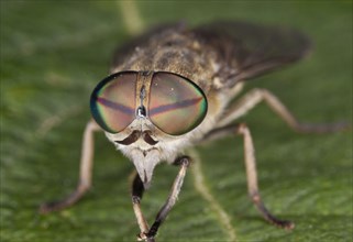 Common gadfly