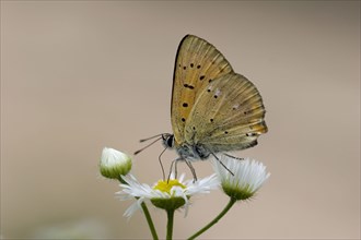 Gossamer winged butterfly