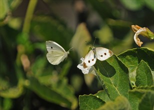 Small White