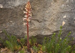 Clove-scented Broomrape