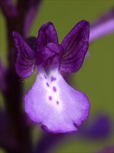 Bory's orchid