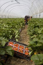 Commercial strawberry picking elsanta