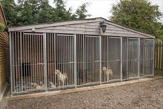 Outdoor kennel for working hunting dogs