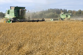 Oilseed rape