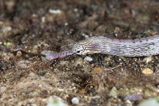 Lying pipefish